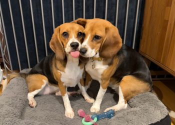 Câini beagle modificați genetic, o speranță pentru cei alergici