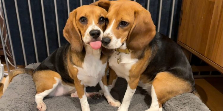 Câini beagle modificați genetic, o speranță pentru cei alergici