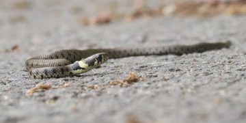 Cum sunt dresați câinii să evite mușcătura șerpilor veninoși