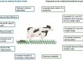 Animale de fermă mai sănătoase pot reduce emisiile de metan